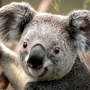 Meet your Posher, Chanetelle